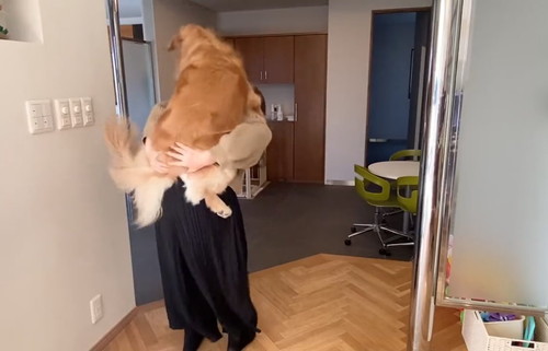 避難訓練 ワンコ 犬　ゴールデンレトリバー　賢い　動画