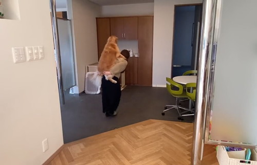 避難訓練 ワンコ 犬　ゴールデンレトリバー　賢い　動画