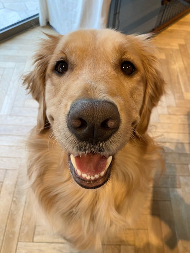 避難訓練 ワンコ 犬　ゴールデンレトリバー　賢い　動画