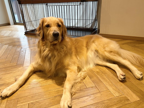 避難訓練 ワンコ 犬　ゴールデンレトリバー　賢い　動画