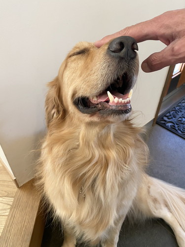 避難訓練 ワンコ 犬　ゴールデンレトリバー　賢い　動画