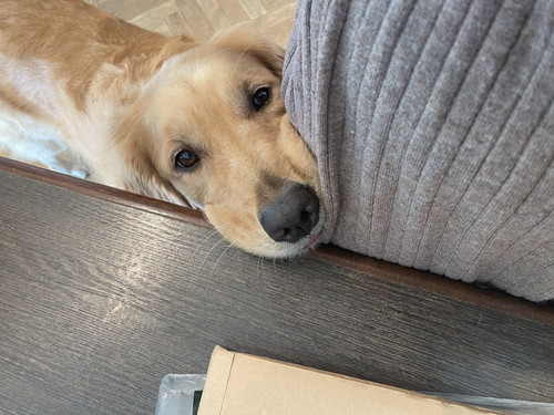 避難訓練 ワンコ 犬　ゴールデンレトリバー　賢い　動画