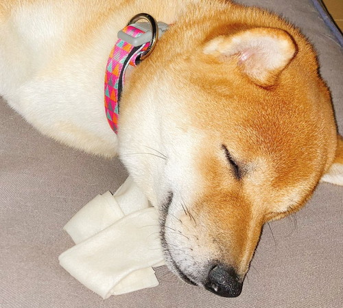 お気に入りの骨を枕にして寝るワンコ