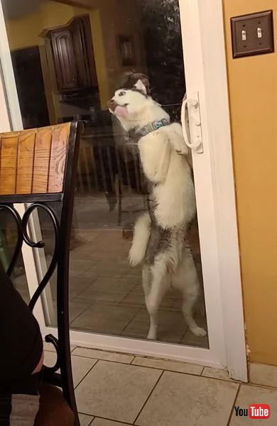 ドアをペロペロとなめる犬の画像