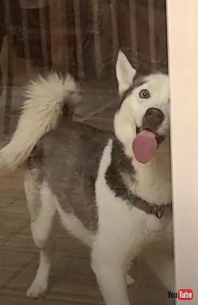 ドアをペロペロとなめる犬の画像