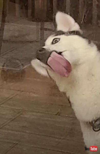 ドライヤーの風で涼む犬の画像