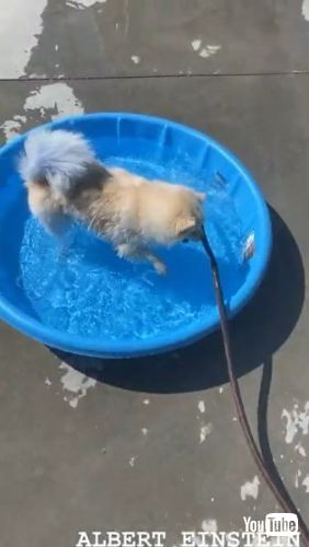 Fills Up His Pool
