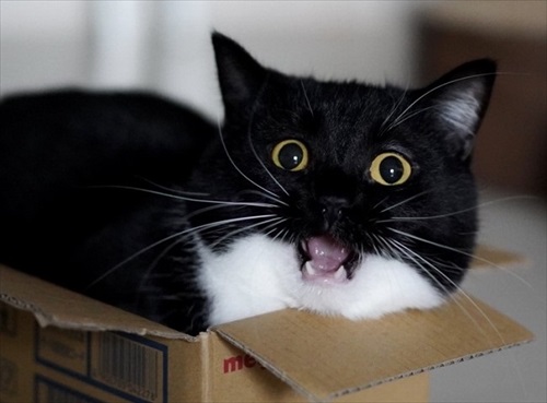 表情豊か　ネコ　うにちゃん　猫　かわいい　ミヌエット