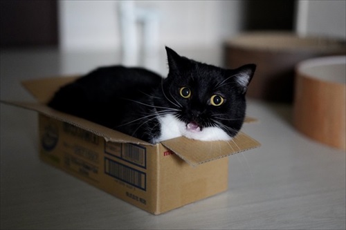 表情豊か　ネコ　うにちゃん　猫　かわいい　ミヌエット