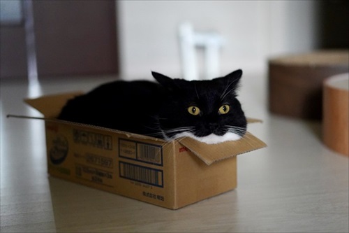 表情豊か　ネコ　うにちゃん　猫　かわいい　ミヌエット