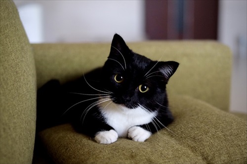 表情豊か　ネコ　うにちゃん　猫　かわいい　ミヌエット