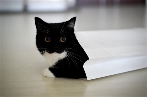 表情豊か　ネコ　うにちゃん　猫　かわいい　ミヌエット