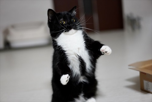 表情豊か　ネコ　うにちゃん　猫　かわいい　ミヌエット