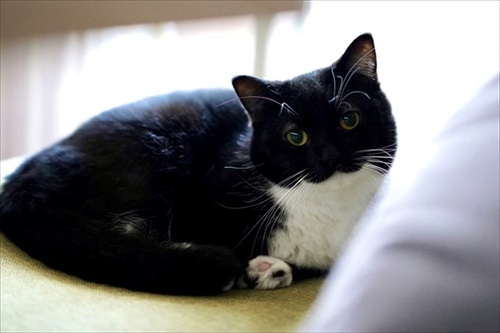 表情豊か　ネコ　うにちゃん　猫　かわいい　ミヌエット