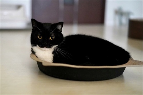 表情豊か　ネコ　うにちゃん　猫　かわいい　ミヌエット