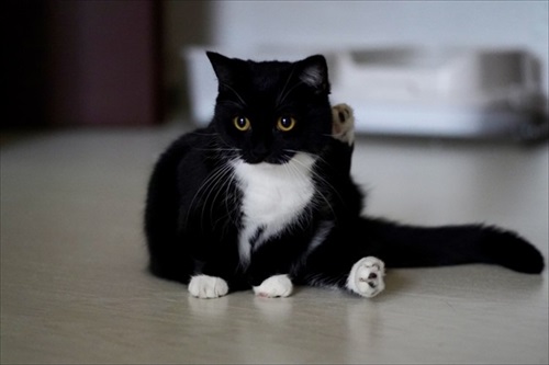 表情豊か　ネコ　うにちゃん　猫　かわいい　ミヌエット