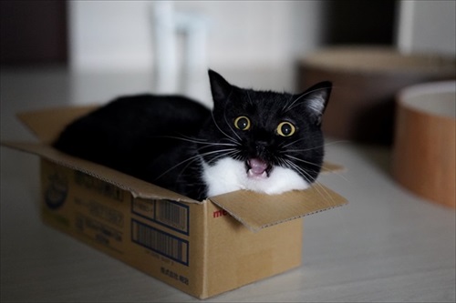 表情豊か　ネコ　うにちゃん　猫　かわいい　ミヌエット