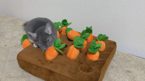 金太郎　チンチラ　かわいい　にんじん