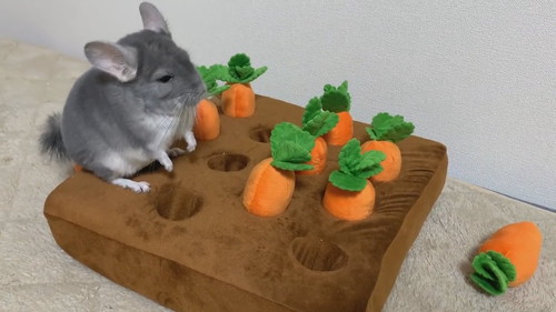 金太郎　チンチラ　かわいい　にんじん