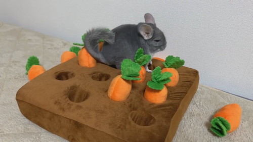 金太郎　チンチラ　かわいい　にんじん