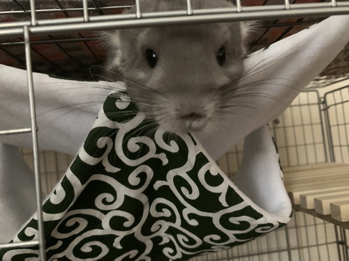 金太郎　チンチラ　かわいい　にんじん