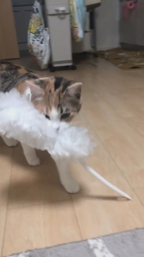 うにちゃん　いくらちゃん　猫　ハンディモップ　猫じゃらし　かわいい　面白　保護猫