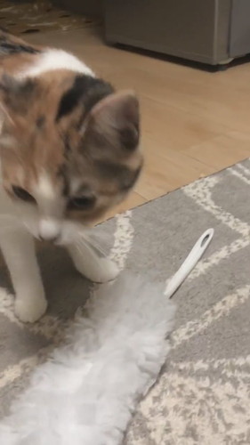 うにちゃん　いくらちゃん　猫　ハンディモップ　猫じゃらし　かわいい　面白　保護猫