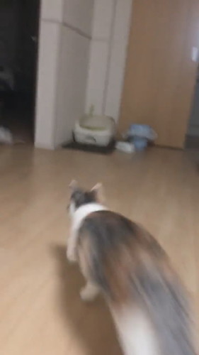 うにちゃん　いくらちゃん　猫　ハンディモップ　猫じゃらし　かわいい　面白　保護猫