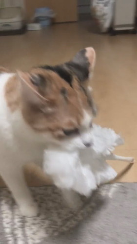 うにちゃん　いくらちゃん　猫　ハンディモップ　猫じゃらし　かわいい　面白　保護猫