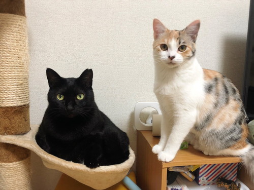 うにちゃん　いくらちゃん　猫　ハンディモップ　猫じゃらし　かわいい　面白　保護猫