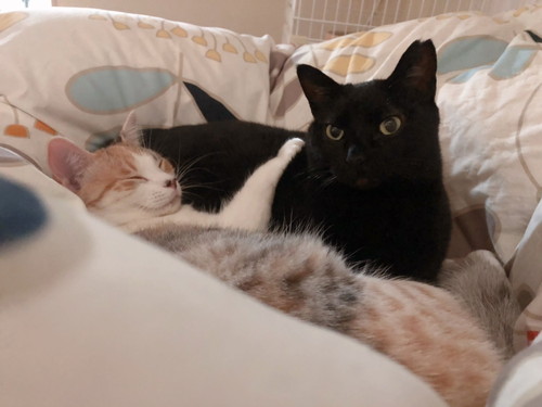 うにちゃん　いくらちゃん　猫　ハンディモップ　猫じゃらし　かわいい　面白　保護猫