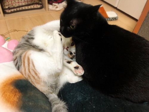 うにちゃん　いくらちゃん　猫　ハンディモップ　猫じゃらし　かわいい　面白　保護猫