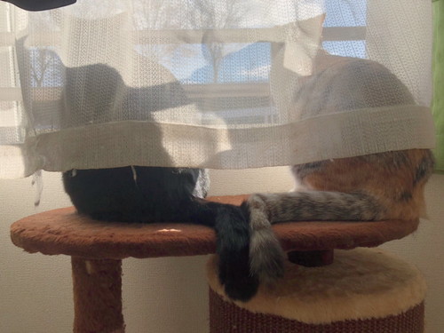 うにちゃん　いくらちゃん　猫　ハンディモップ　猫じゃらし　かわいい　面白　保護猫