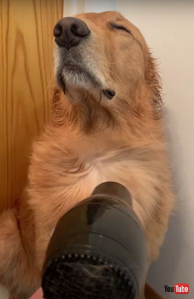 風呂 ワンコ 犬　ゴールデンレトリバー　かわいい　ドライヤー　動画