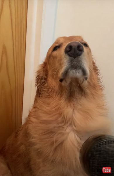 風呂 ワンコ 犬　ゴールデンレトリバー　かわいい　ドライヤー　動画