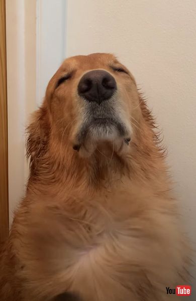 風呂 ワンコ 犬　ゴールデンレトリバー　かわいい　ドライヤー　動画