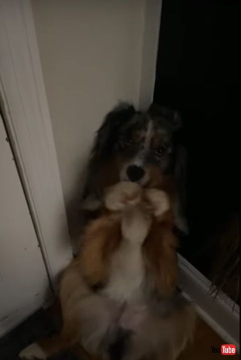 犬 飼い主 仕事 行かないで 阻止