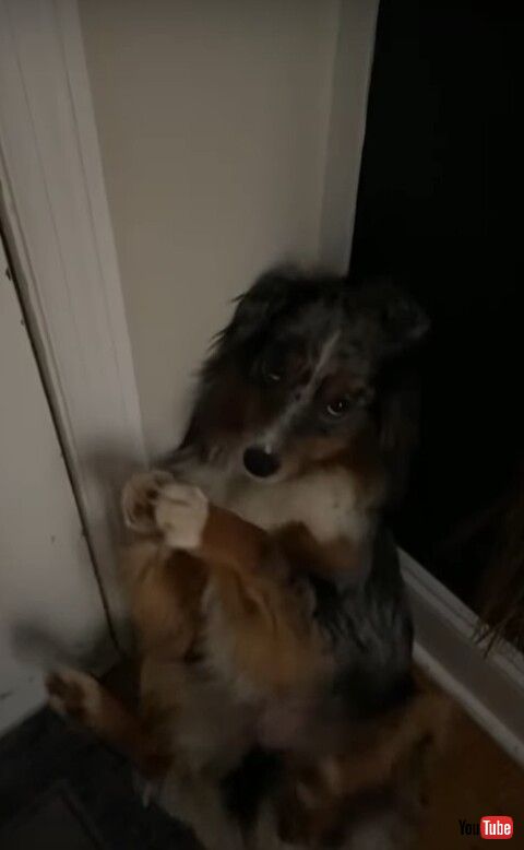 犬 飼い主 仕事 行かないで 阻止