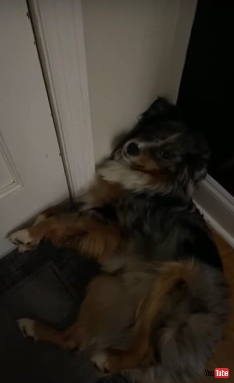 犬 飼い主 仕事 行かないで 阻止