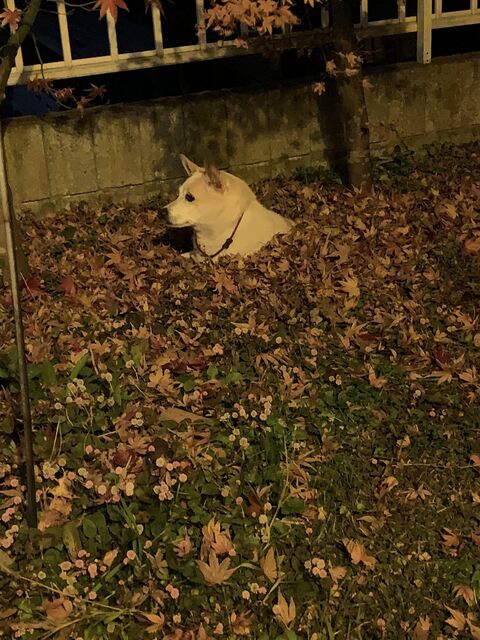 犬 枯れ葉 穴 埋まる