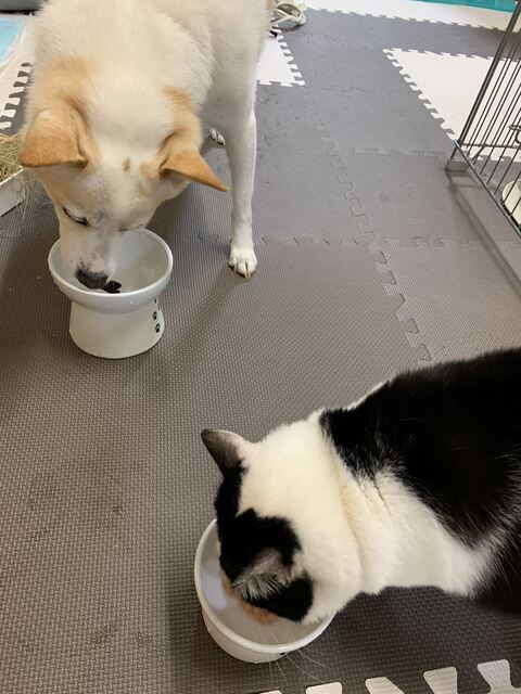 犬 枯れ葉 穴 埋まる