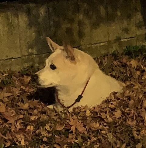 犬 枯れ葉 穴 埋まる