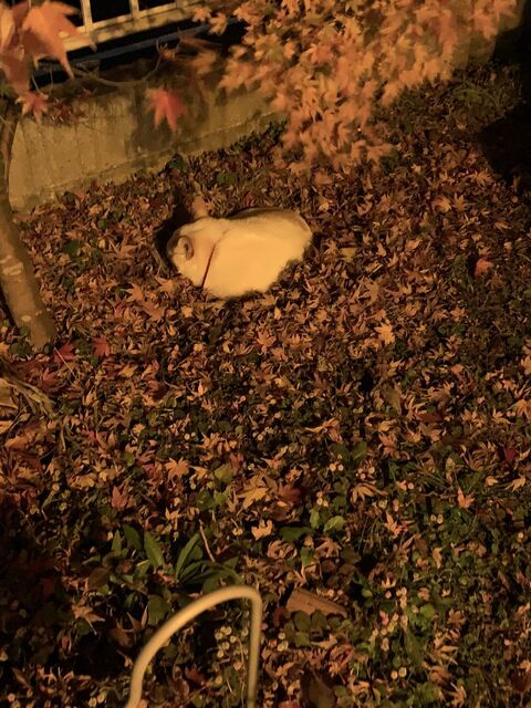 犬 枯れ葉 穴 埋まる