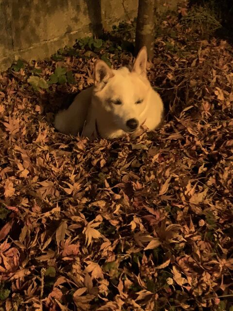 犬 枯れ葉 穴 埋まる