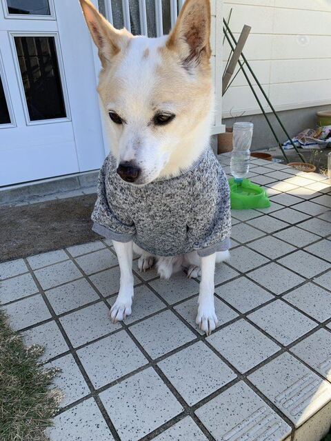 犬 枯れ葉 穴 埋まる