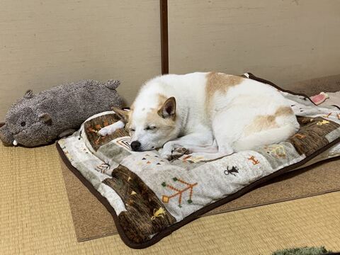 犬 枯れ葉 穴 埋まる