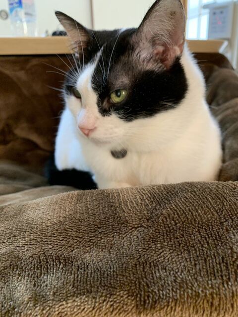 犬 枯れ葉 穴 埋まる