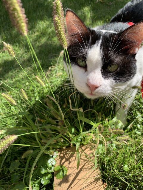 犬 枯れ葉 穴 埋まる