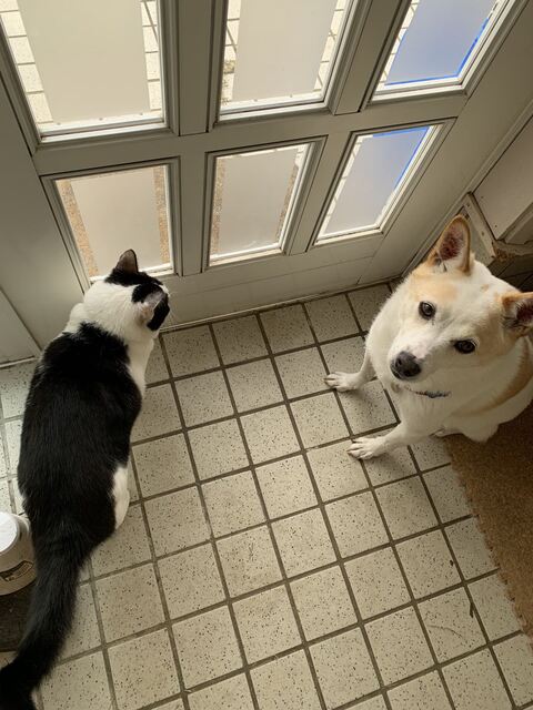 犬 枯れ葉 穴 埋まる