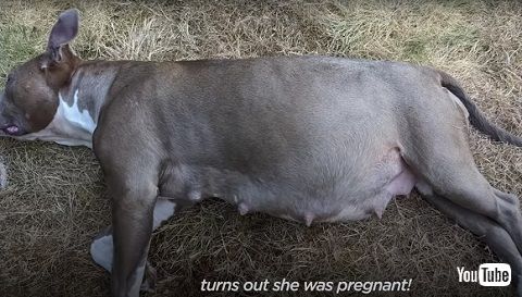 保護　救助　安楽死　犬　ワンコ